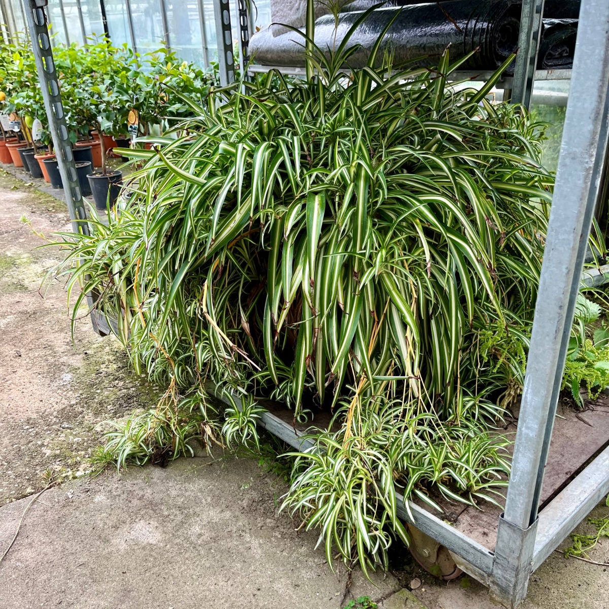 Giant sized Spider Plant