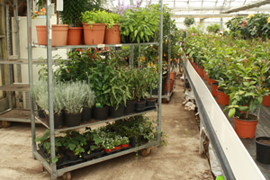 Trolley of Plants for event
