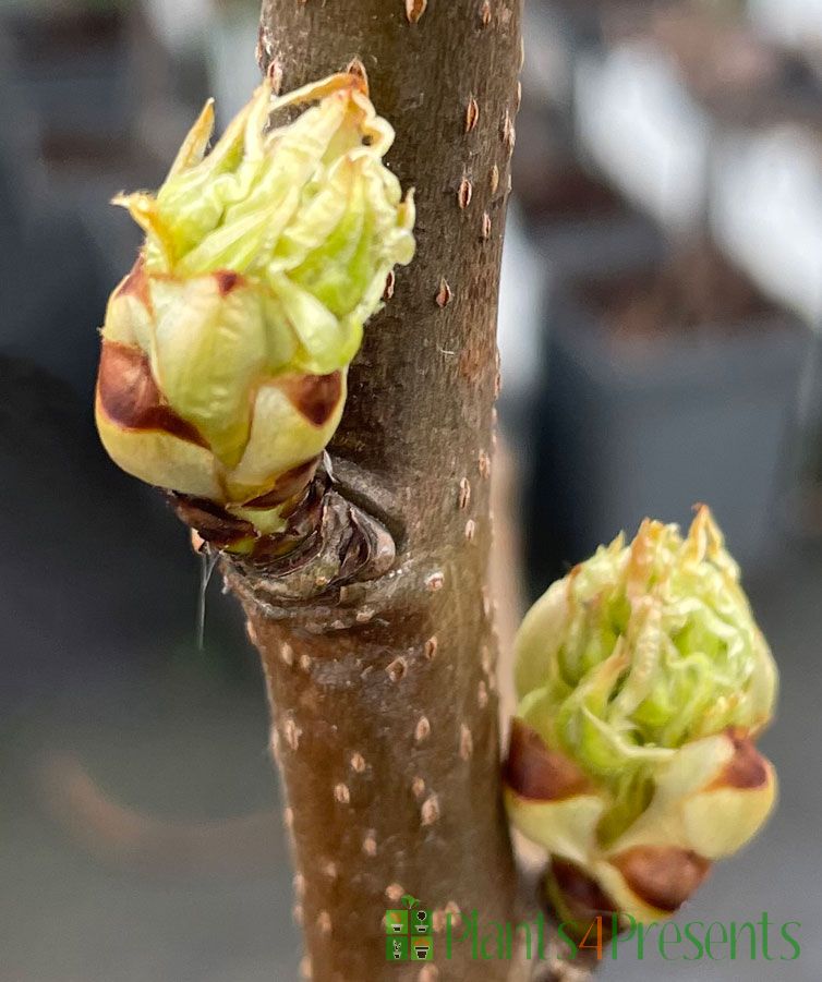 Patio Pear Trees delivered as Gifts.