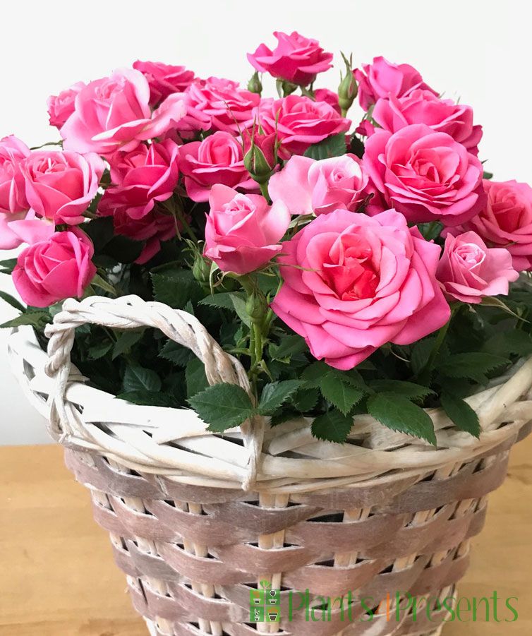 Basket of Pink Roses