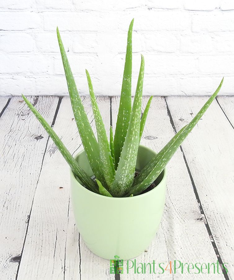 Young Aloe Vera Plants Delivered