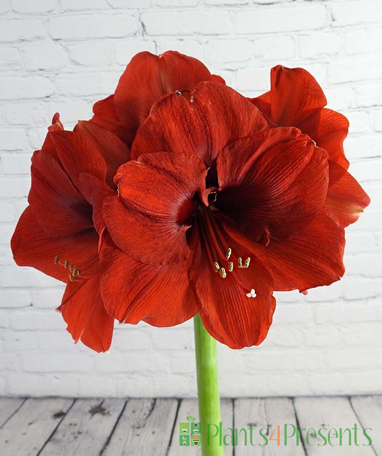 Giant Red Amaryllis | The perfect Christmas plant gift delivered