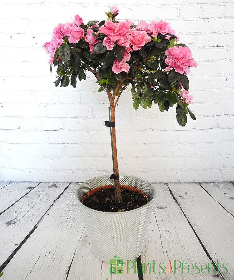 Topiary Azalea | Indoor flowering plant gifts