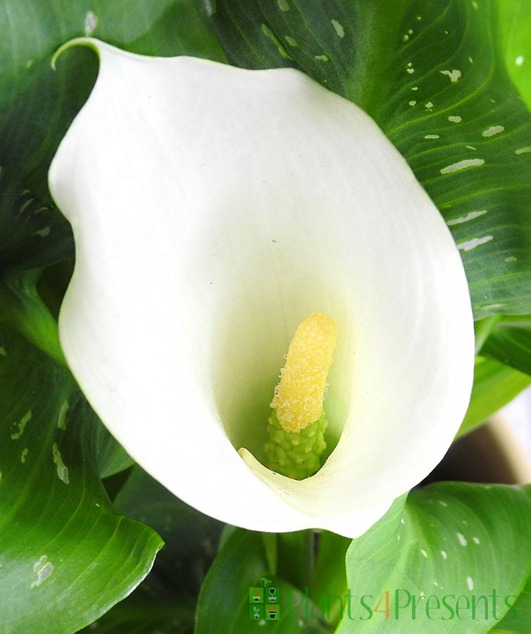 Large Calla Lily | Potted plants delivered as gifts
