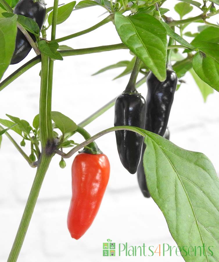 Chenzo chilli plants - Strong UK grown plants delivered as gifts