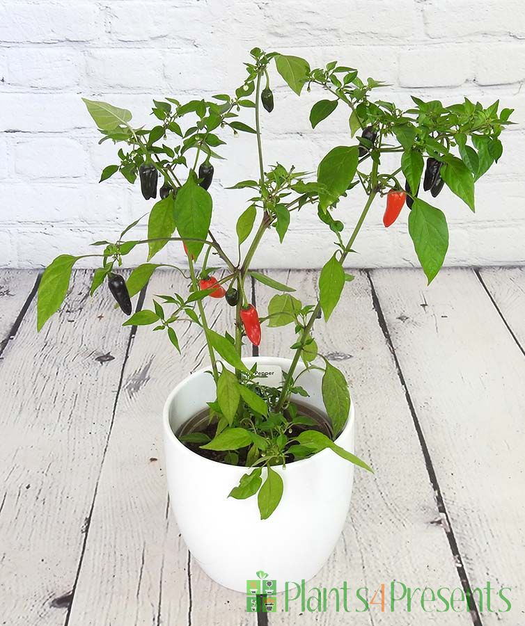 Chenzo chilli plants - Strong UK grown plants delivered as gifts