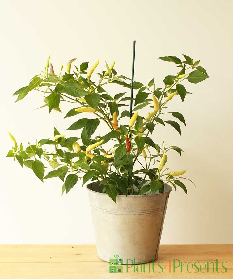 Basket of Fire Chilli Send hot chilli plants as gifts