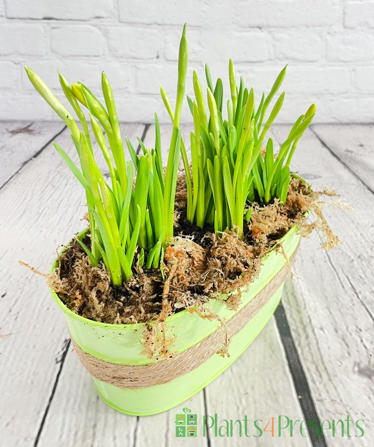 Daffodil planters Daffodils in a pot Gift Delivery
