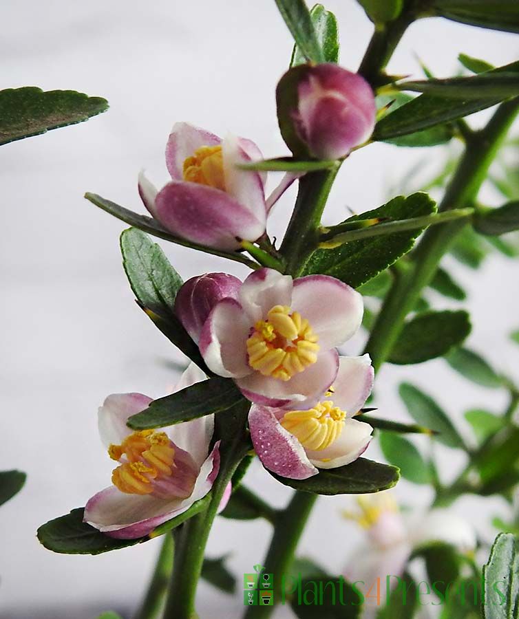 Australian Finger Lime citrus trees delivered as gifts