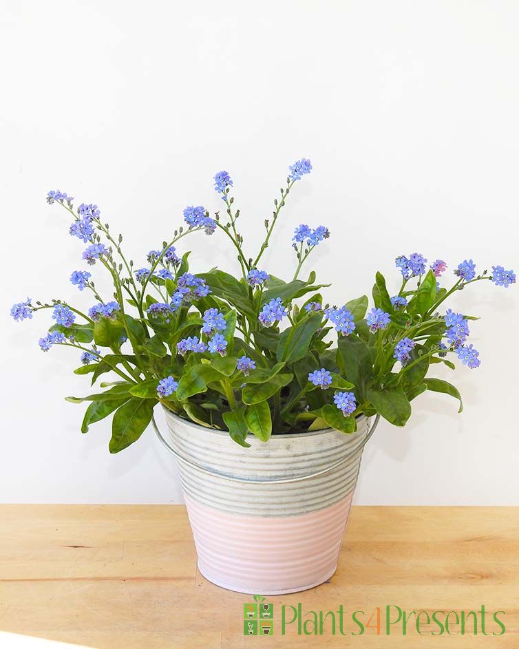 me not plants delivered as gifts