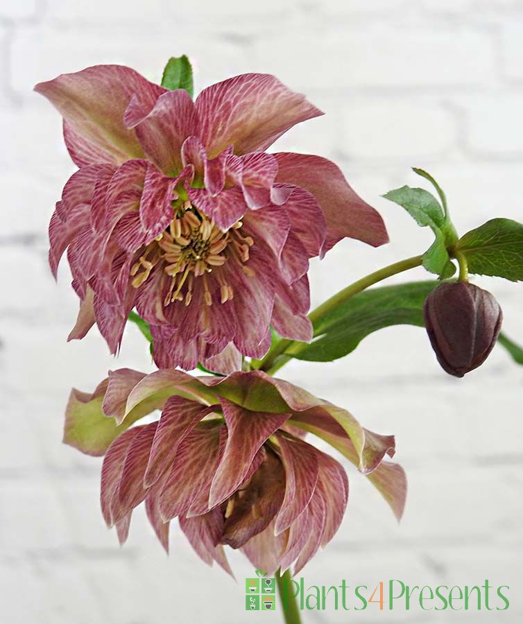 Pink Hellebore plants make great gifts for a winter garden. Delivered