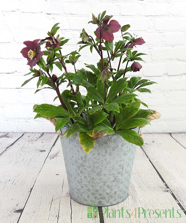 Purple Hellebore with gift wrap and pot options