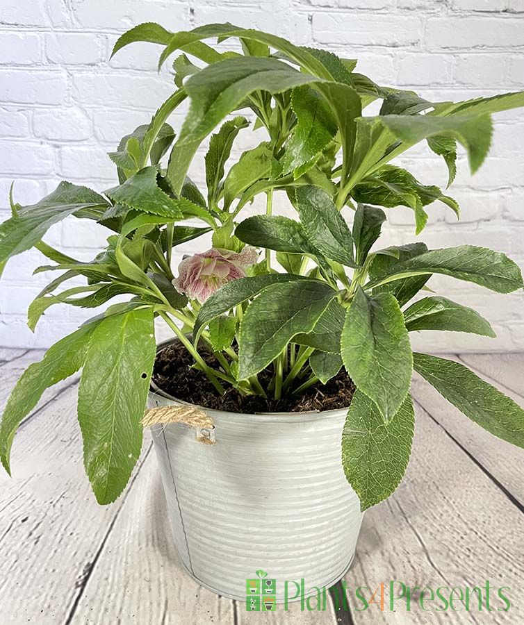 Pink Hellebore plants make great gifts for a winter garden. Delivered