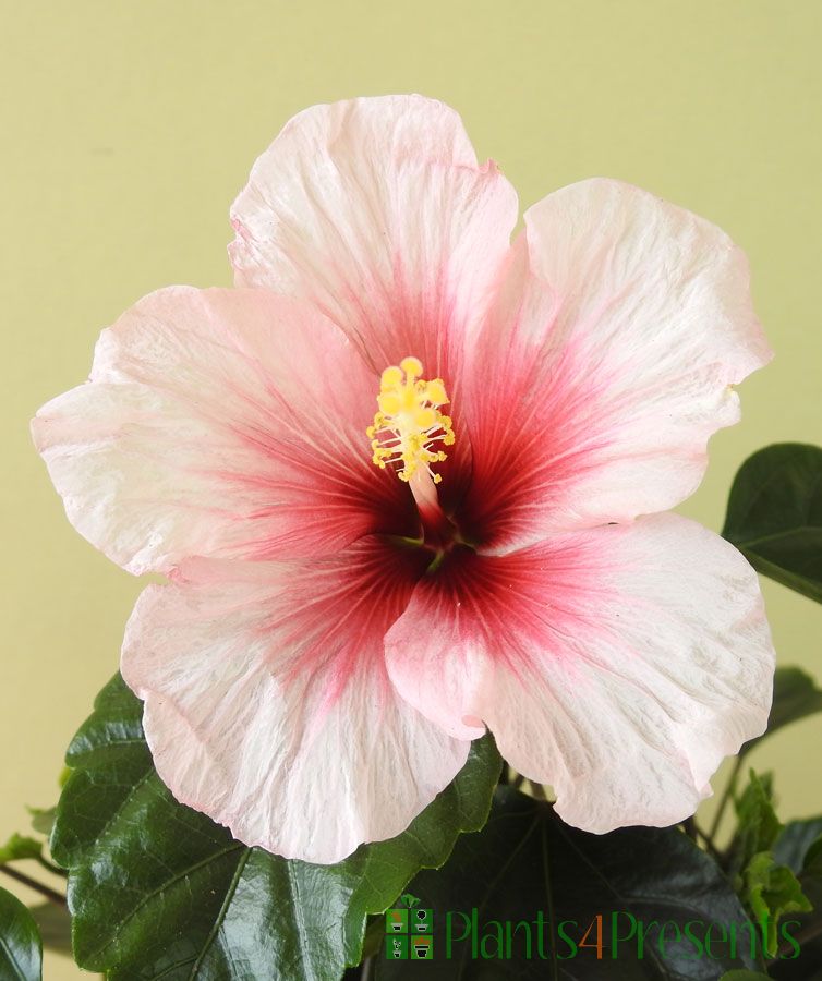 Hibiscus indoor plant uk