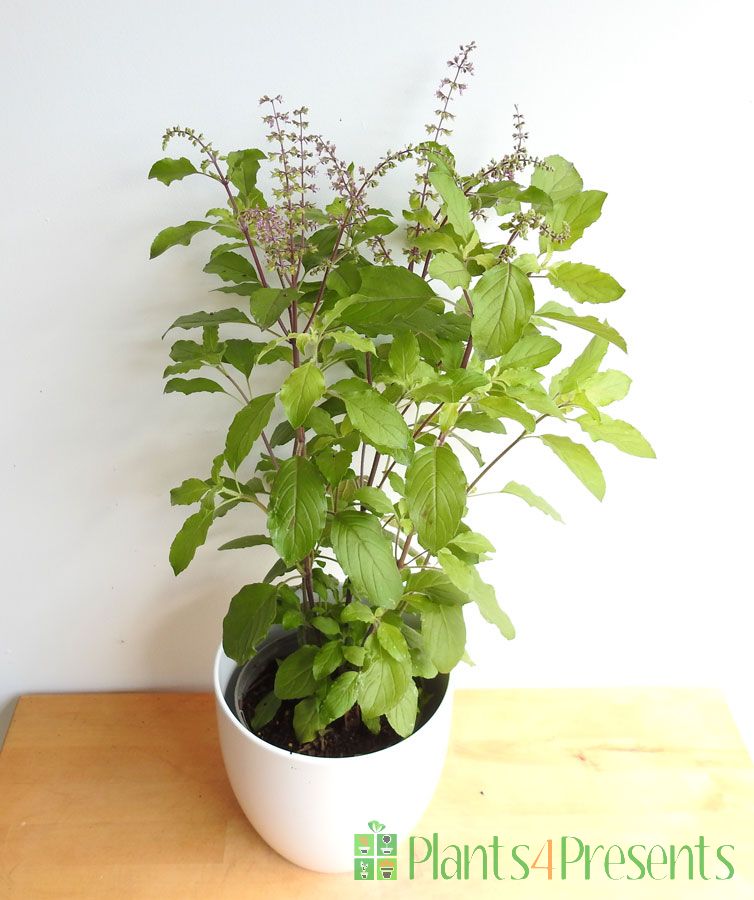 (tulsi) plants delivered as gifts
