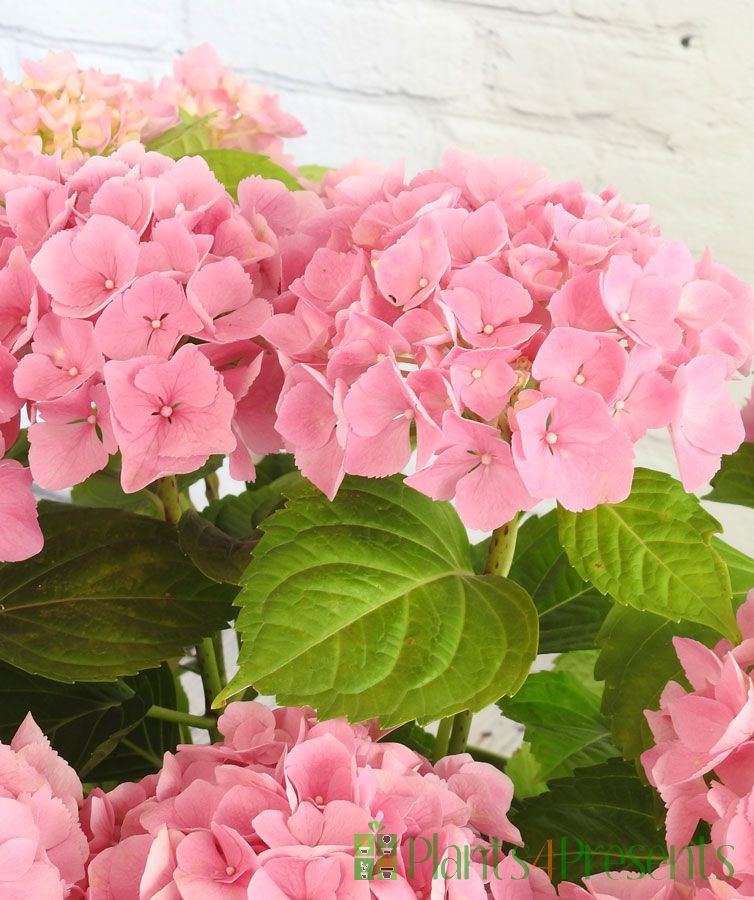 Pink Hydrangea plants gift wrapped for next day delivery