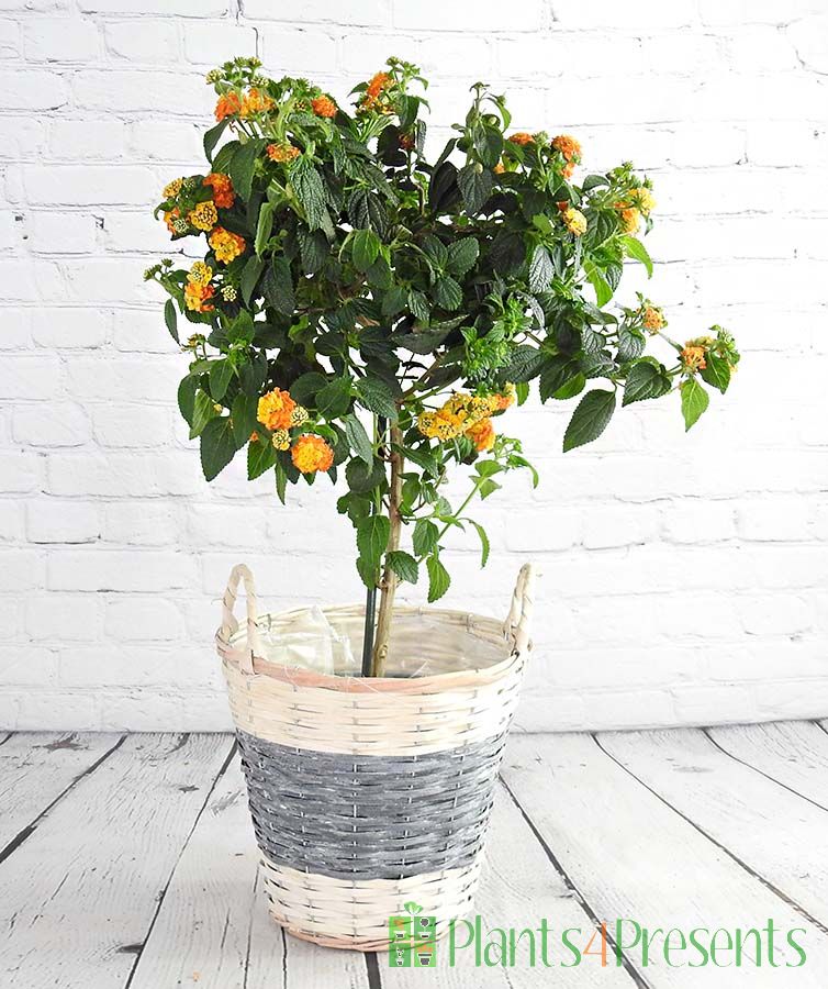 Jamaican Mountain Sage