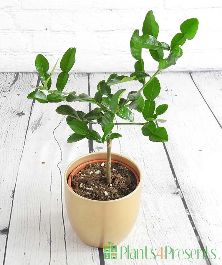 Kaffir lime trees make great gifts for cooks