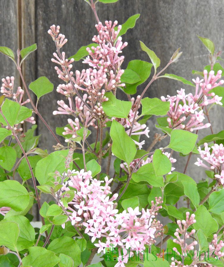 Dwarf Lilac Bush