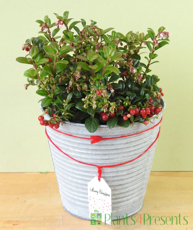 growing lingonberries in pots