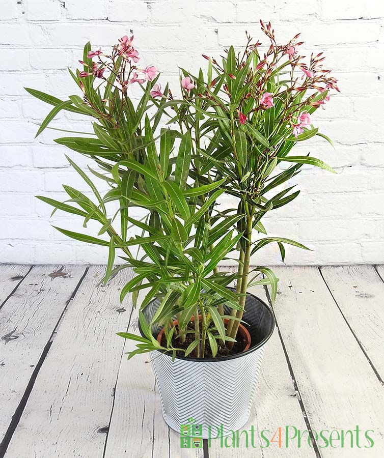 Oleander plants delivered as gifts