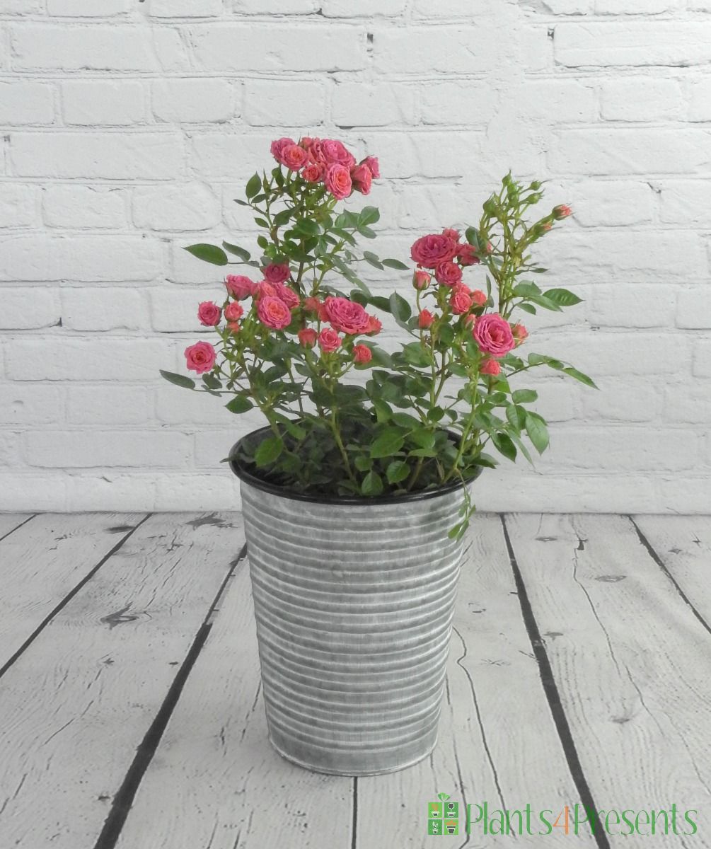 Patio Rose plants delivered as special occasion gifts