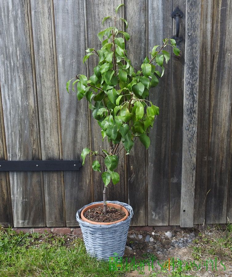 Patio Pear Trees delivered as Gifts.
