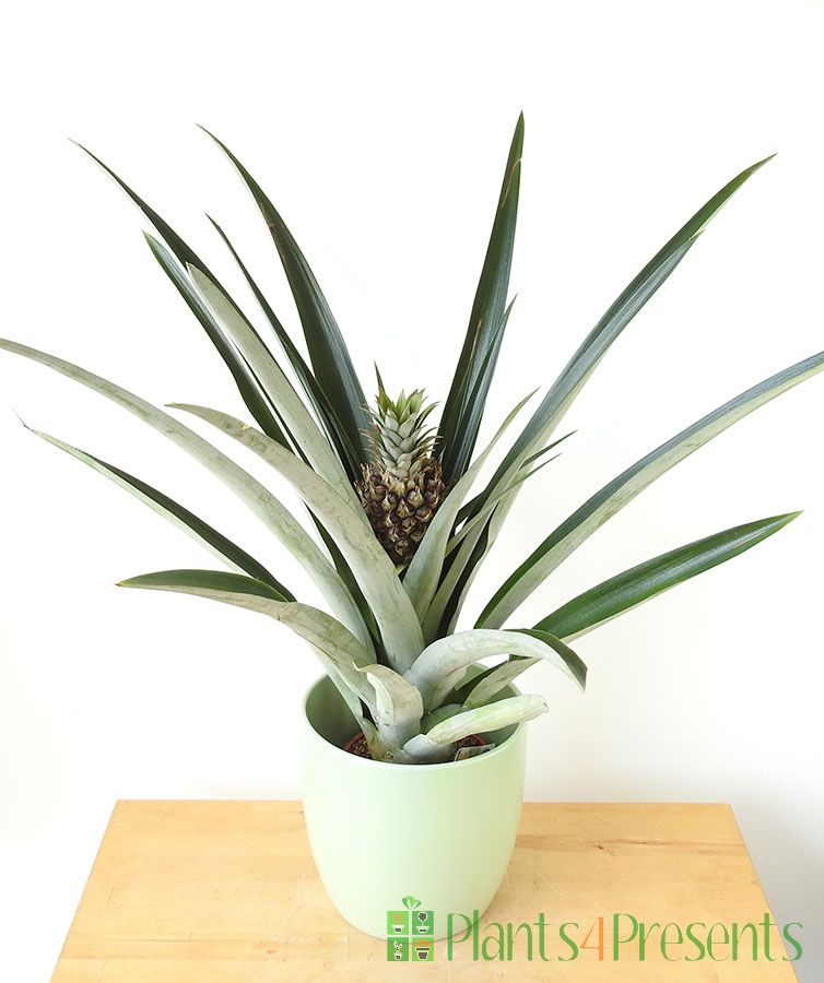 Pineapple plants delivered as gifts