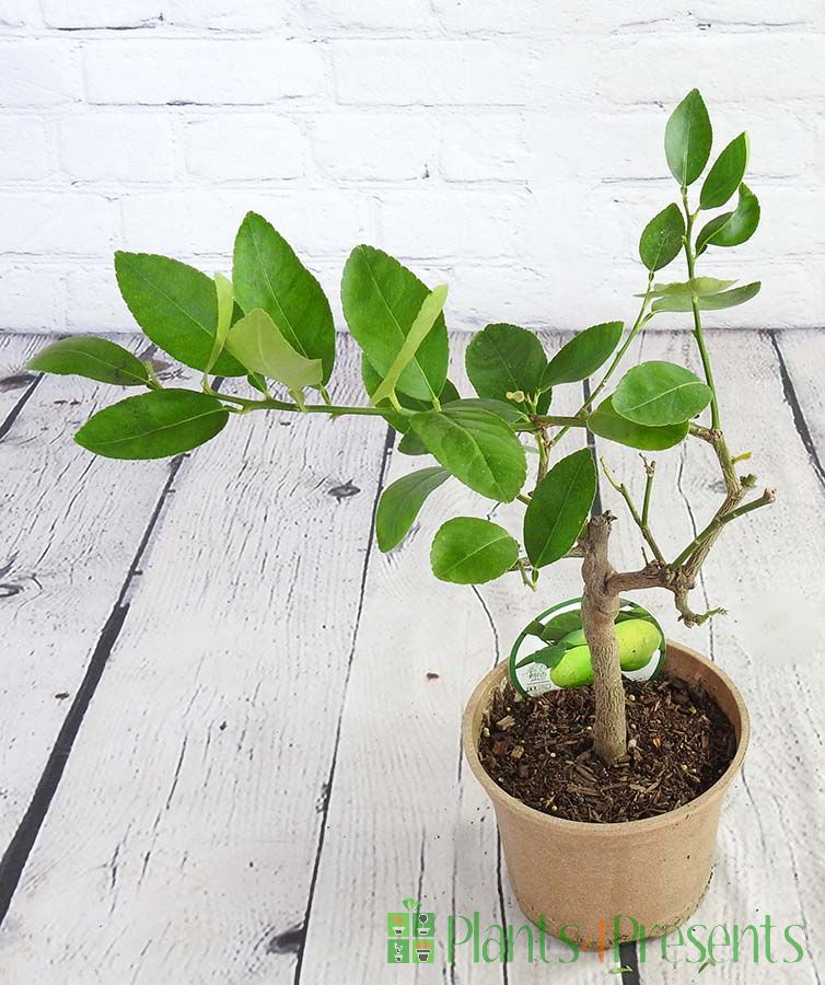 Wonky citrus trees looking for a new home perfect for plant lovers looking for a plant project