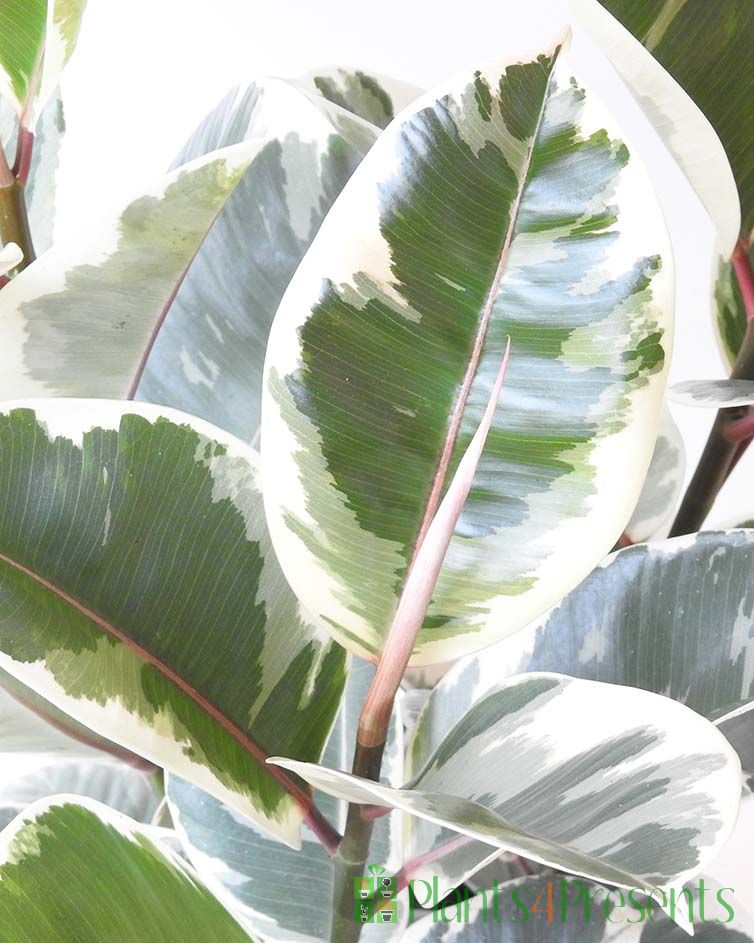 Rubber Plant Ideal houseplant gifts, fast UK delivery