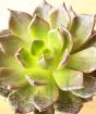 Mini succulent closeup