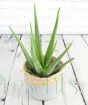 Young Aloe Vera in Seagrass pot