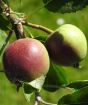 Closeup of apple fruits
