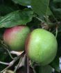 Ripening apple fruits