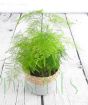 Asparagus fern from above