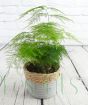 Asparagus fern from the side