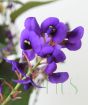 Australian Lilac         