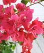 red-pink bougainvillea