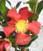 Yuletide Camellia Flower Close Up