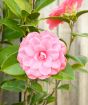 Pink Camellia double formal flower