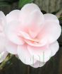 Pink Camellia Flower Close Up