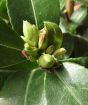 Camellia Sasanqua buds