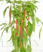 Curry Chilli Plant