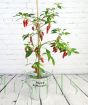 Spooky chilli plant