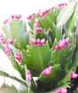 Schlumbergia flowering cactus buds