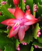 Schlumbergia christmas cactus flowers
