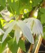 Clematis Wesselton flowers