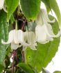 Winter beauty clematis flower close up