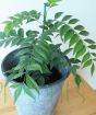 Large Curry Leaf Plant   