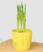 Pot of growing daffodils
